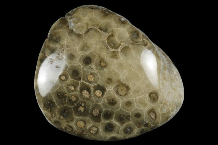 Polished Petoskey Stone (Fossil Coral) - Michigan #177182